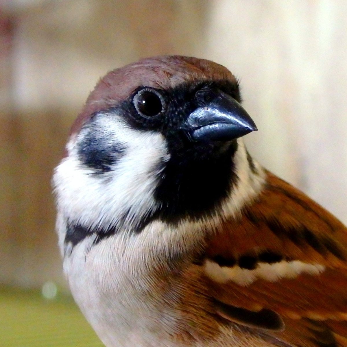 Ручной Воробей