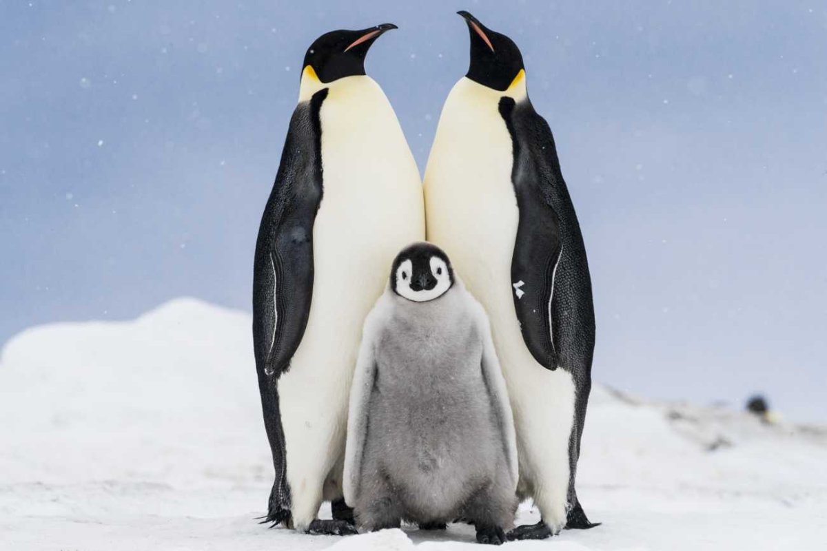 Красный Пингвин