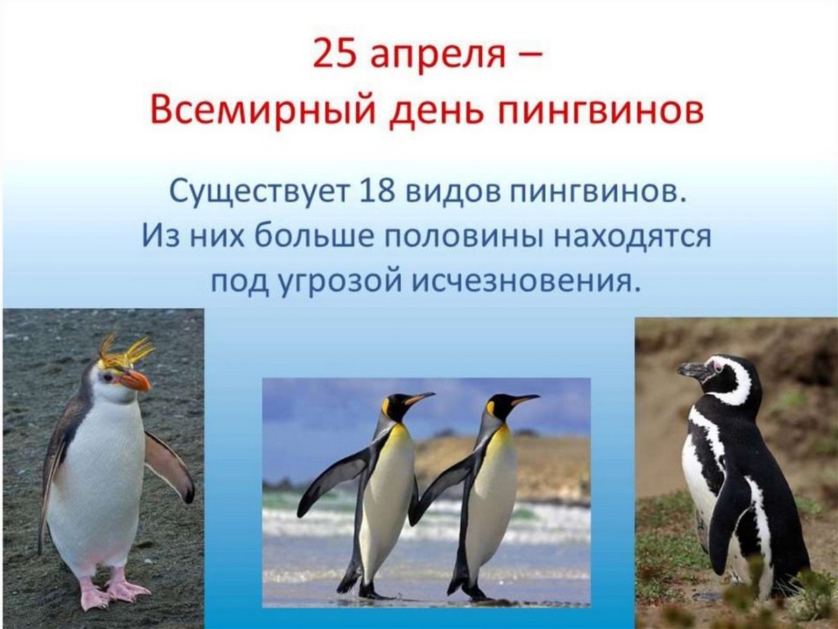 Всемныйдень пингвинов