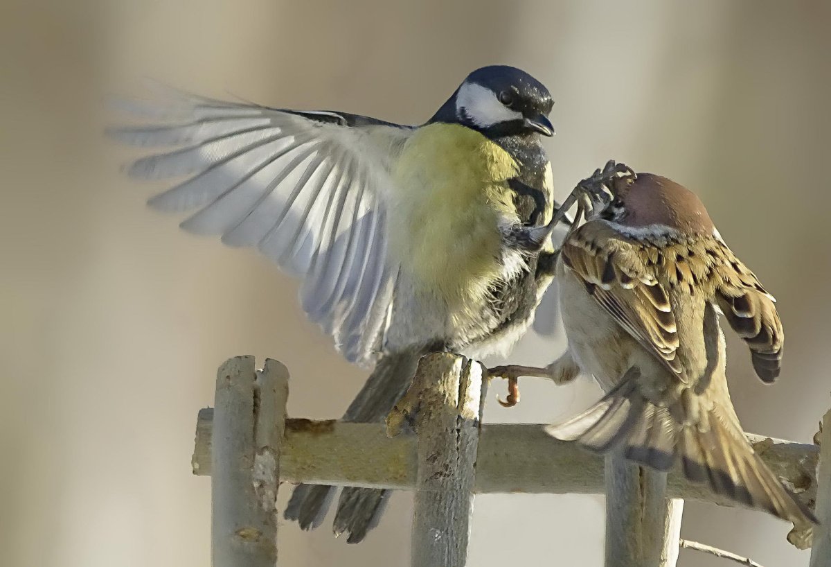 Синичка и Воробей