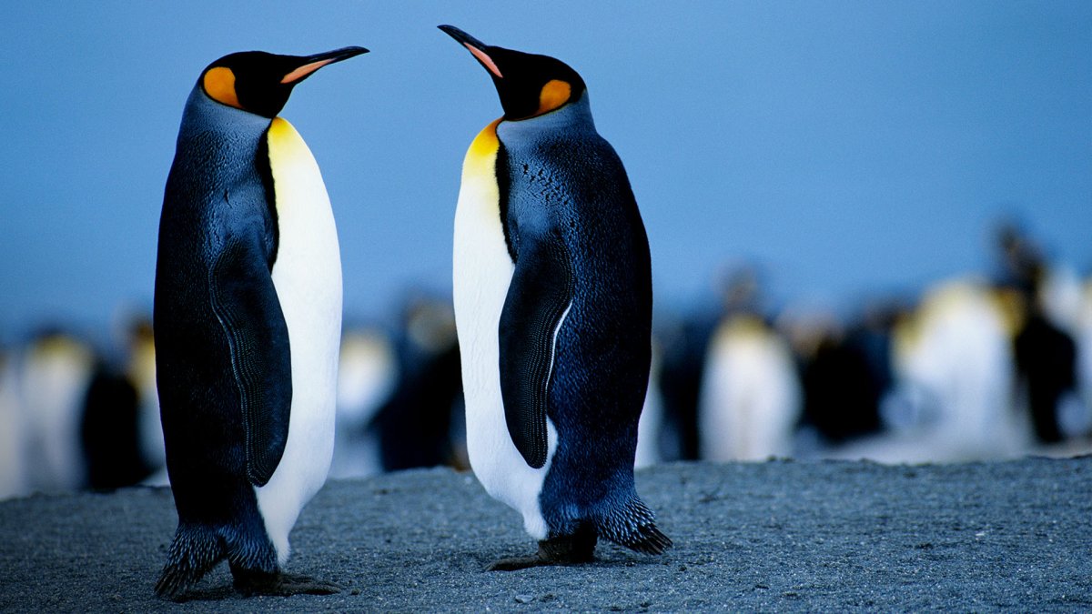 Королевский Пингвин Императорский Галапагосский