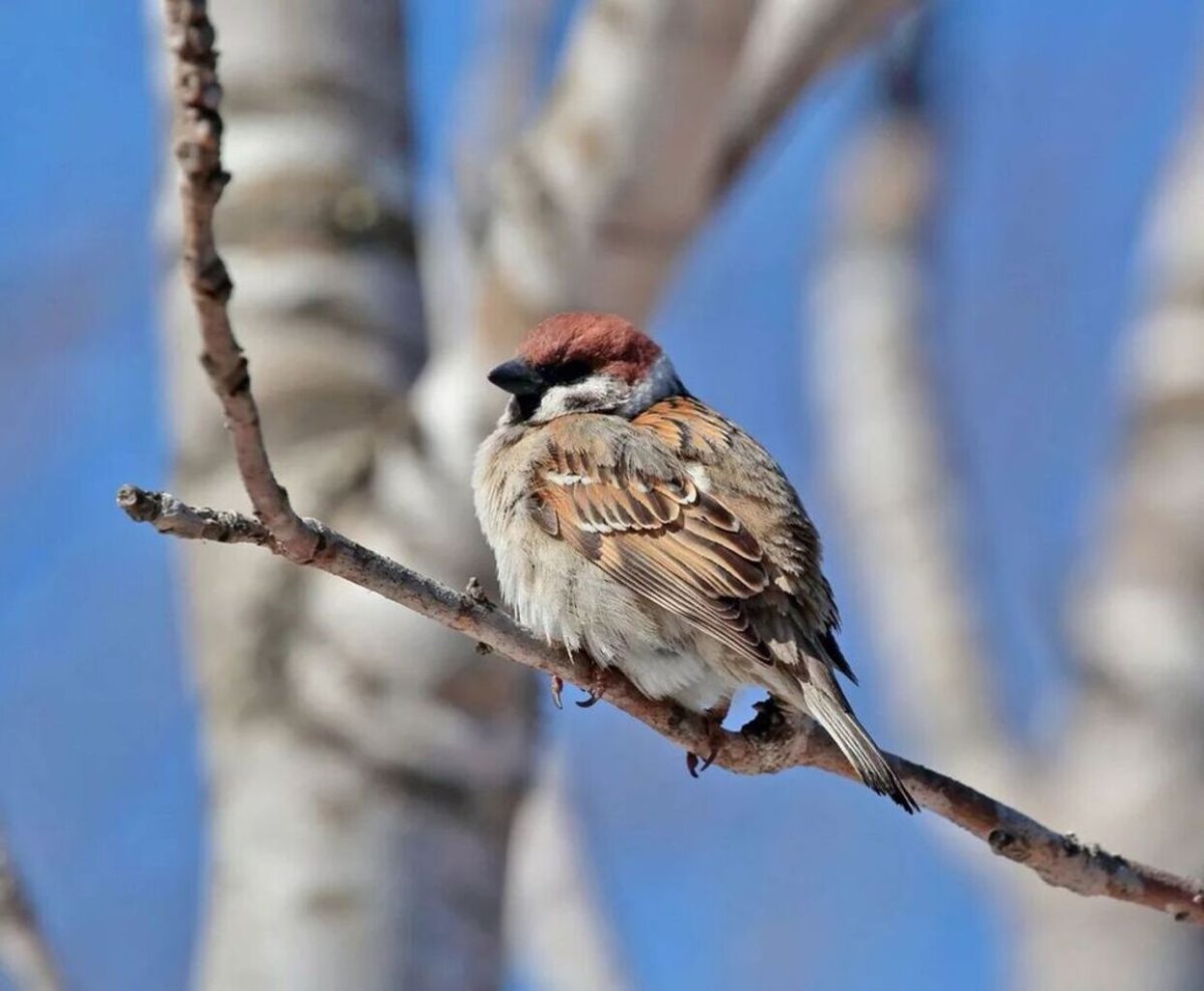 Фон для презентации Воробей