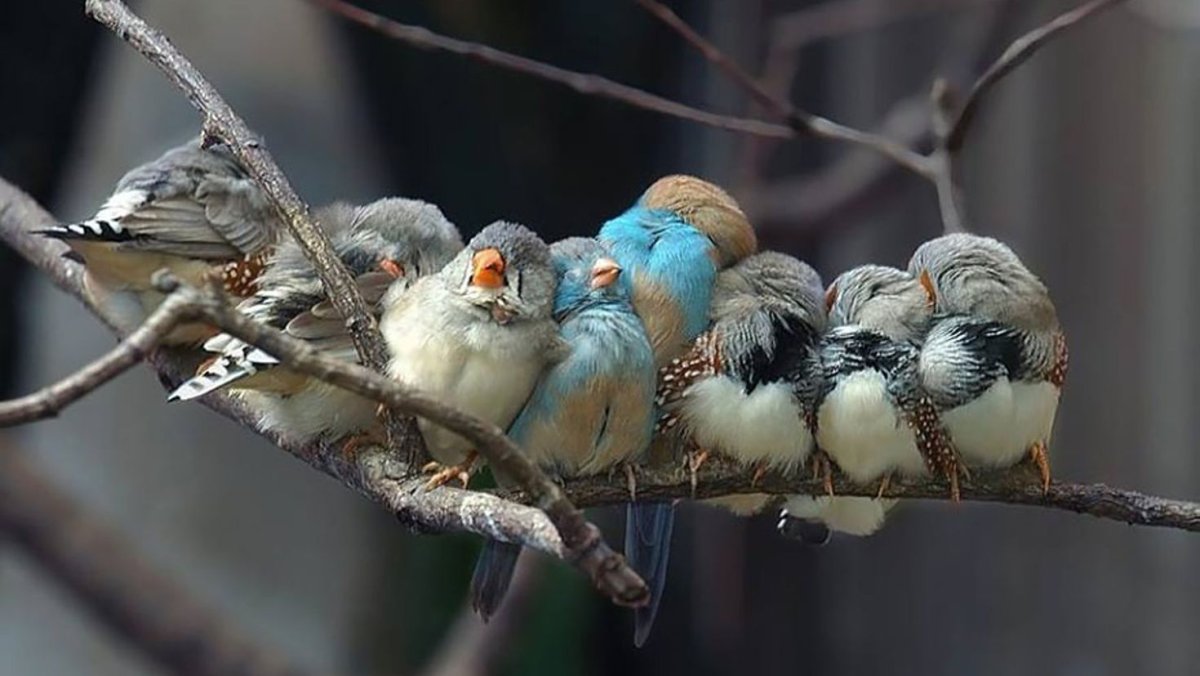 Спящие птицы