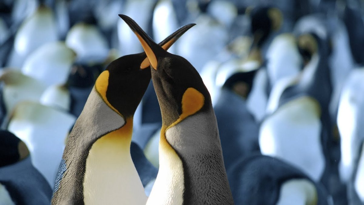 Пингвин вид сзади