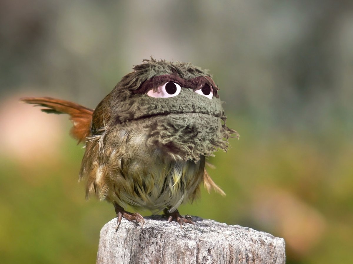 Прикольные фото воробья