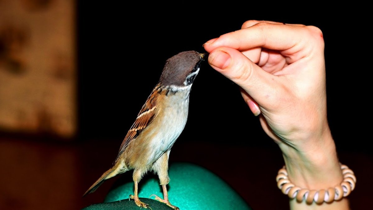 Ручной Воробей