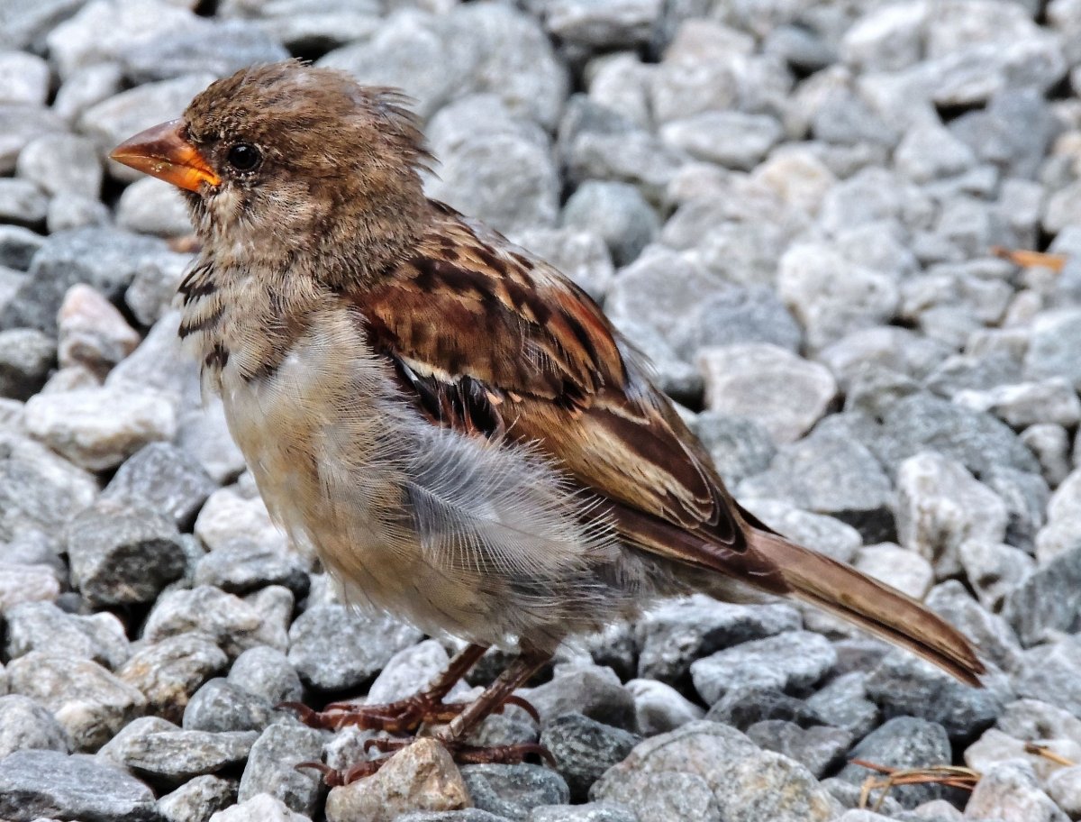 Смешной Воробей