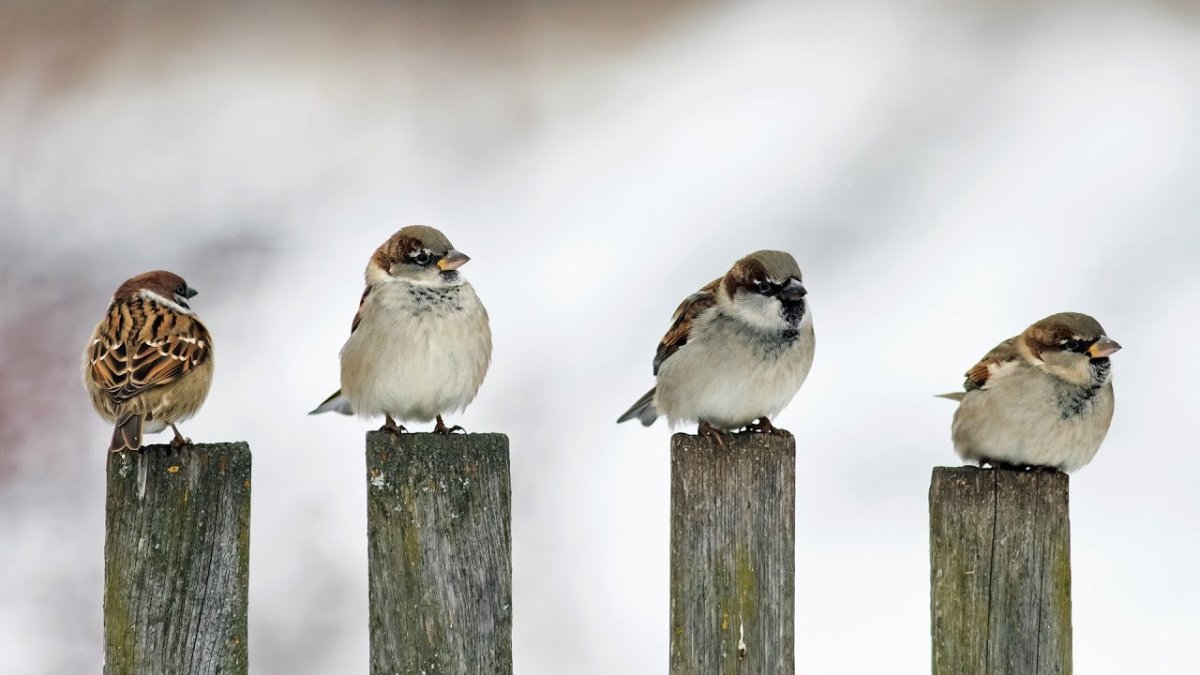 Воробьи на изгороди