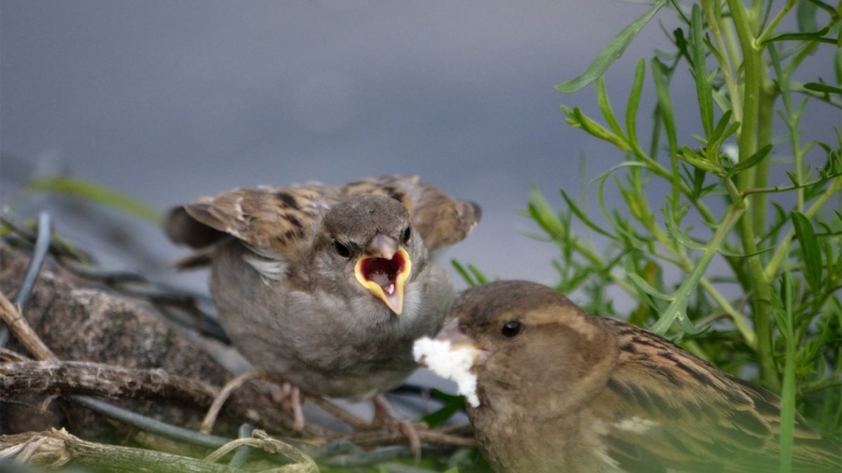 Смешной Воробей