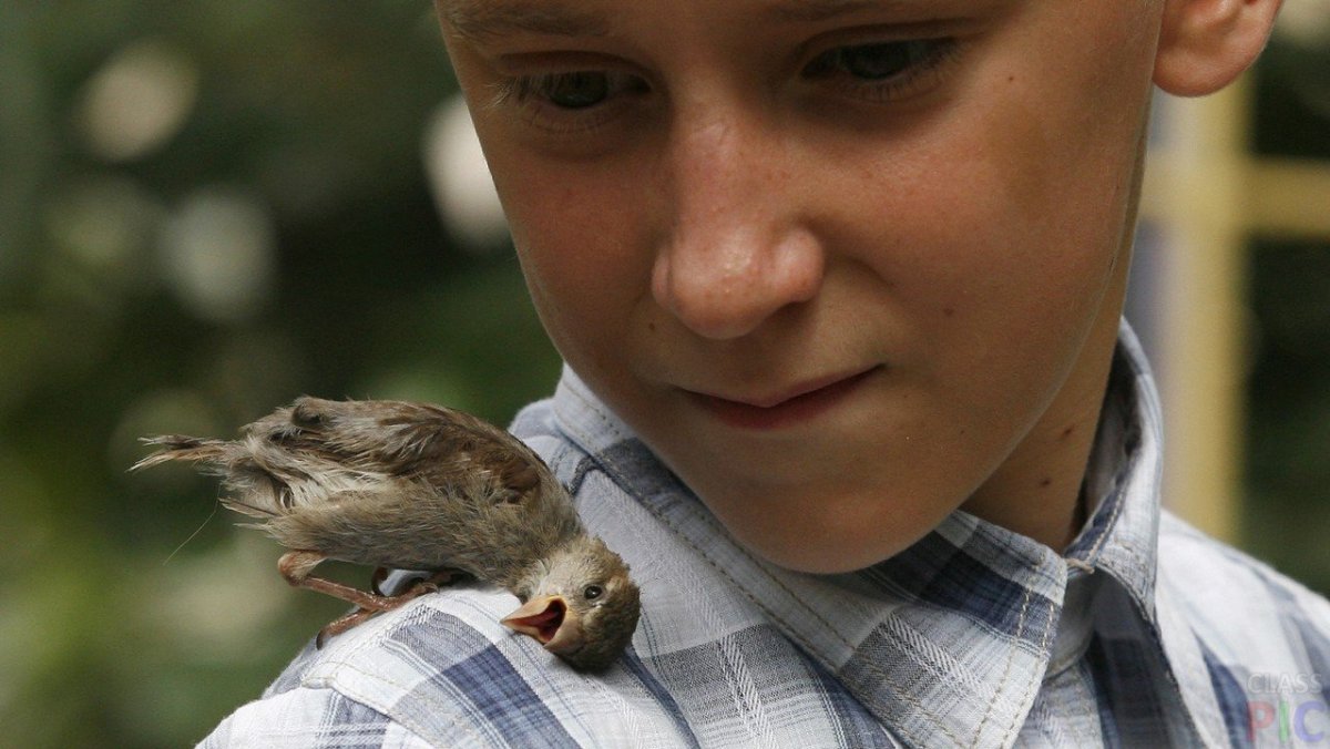 Воробей на руке