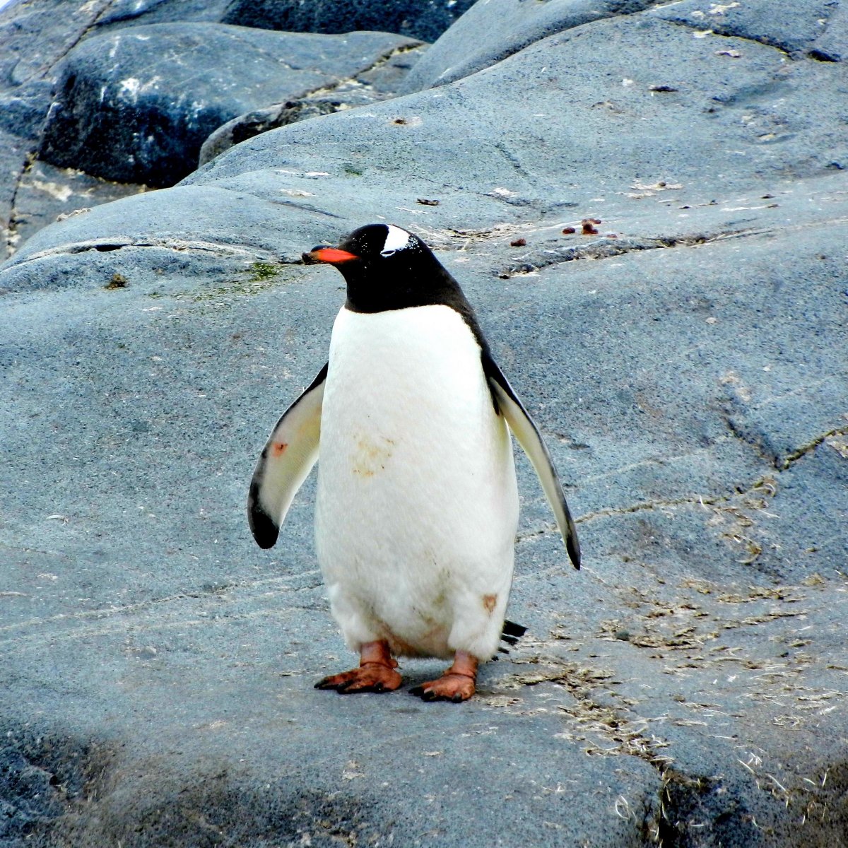 Гордый Пингвин