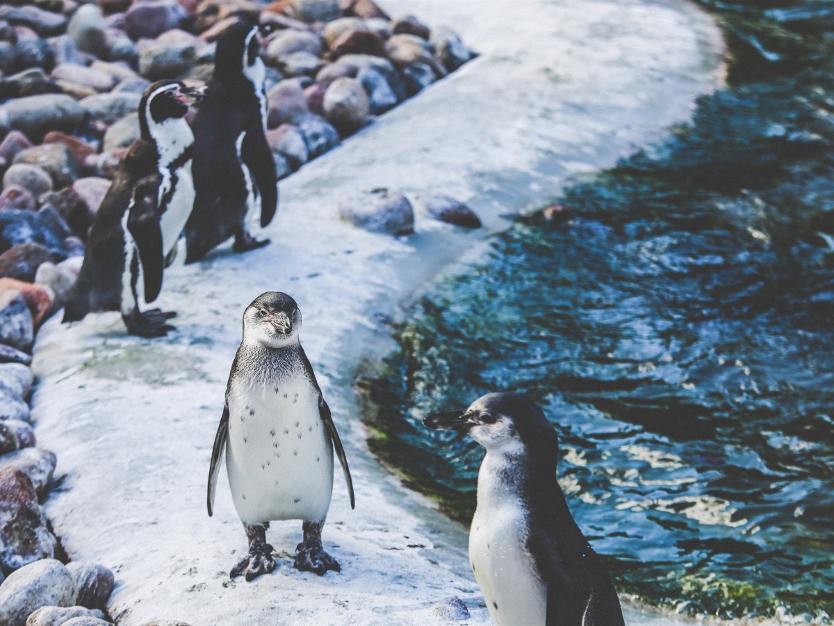 Императорский Пингвин в Антарктиде