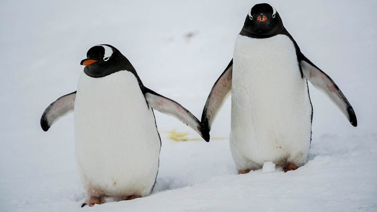 Хакси Пингвин