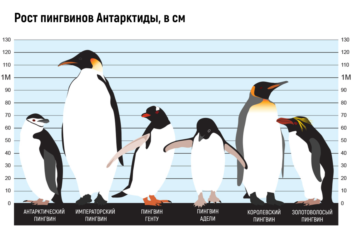 Рост пингвина