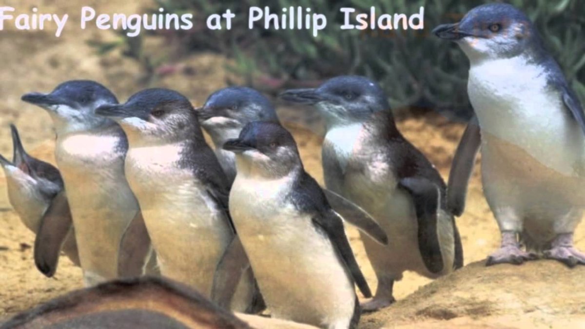 Пингвины в Австралии