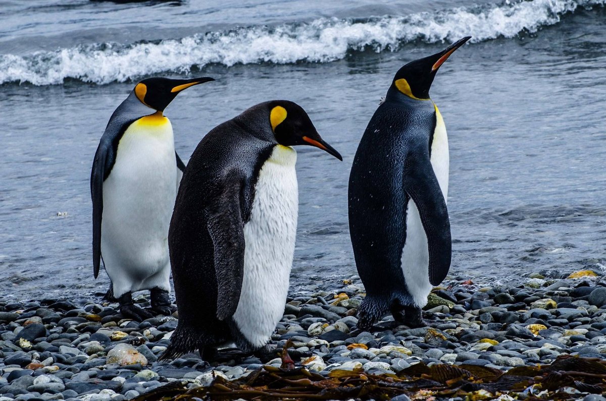 Императорский Пингвин высиживает яйцо