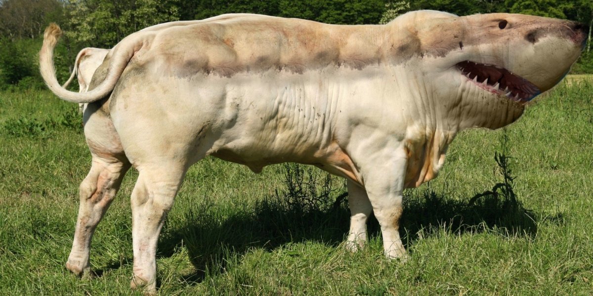 Загон Шароле