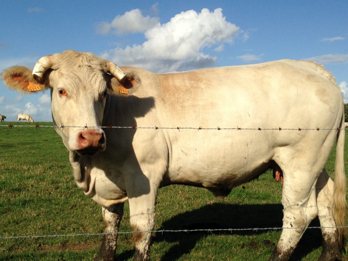 Быки породы Шароле