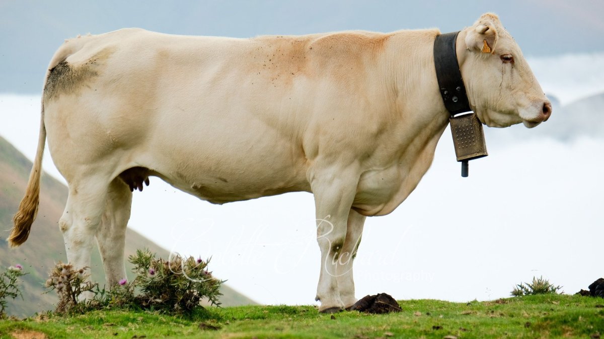 Шароле порода Быков