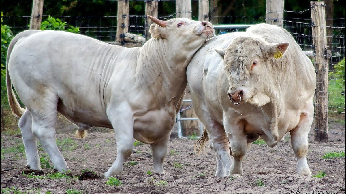 Шароле порода Быков