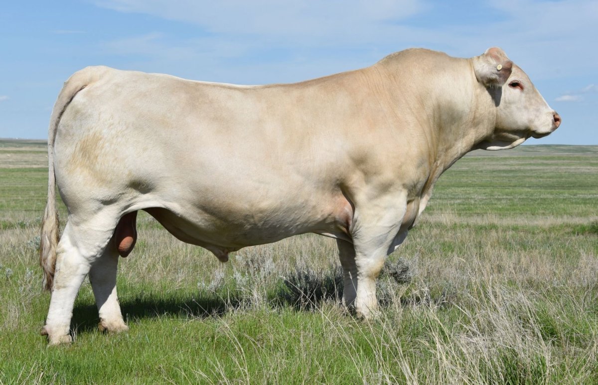 Шароле порода Быков