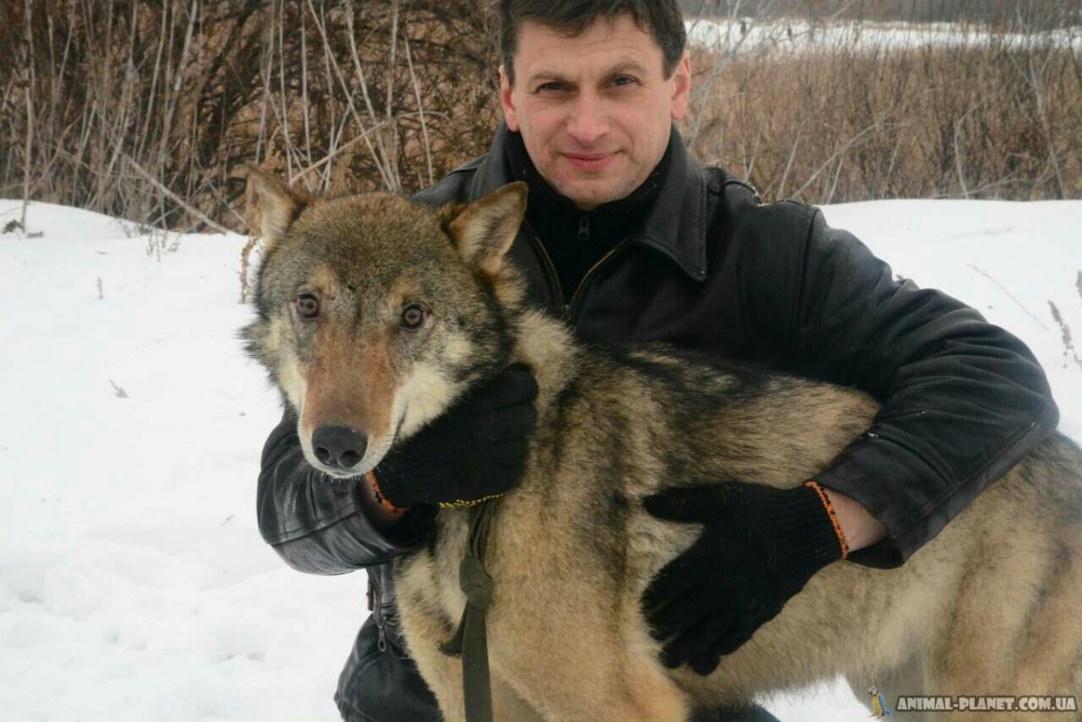 Волк зимой в лесу