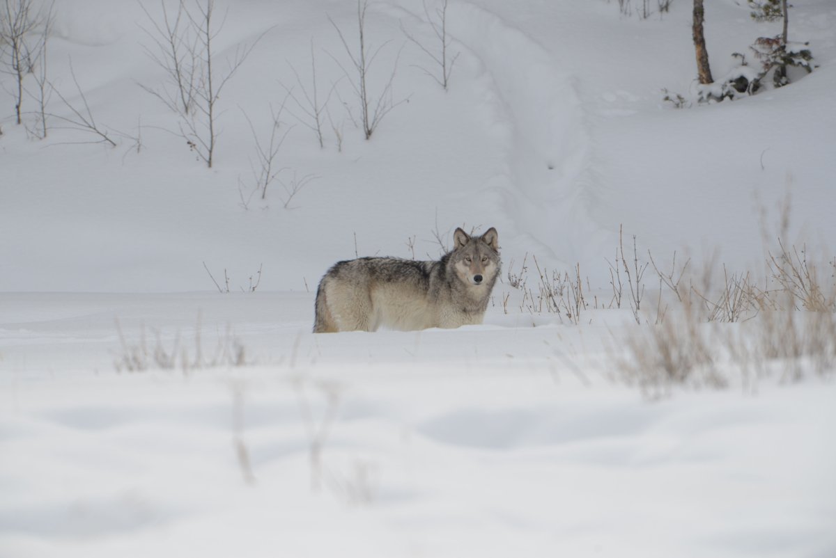 Ярослав Соболев Тверские волки