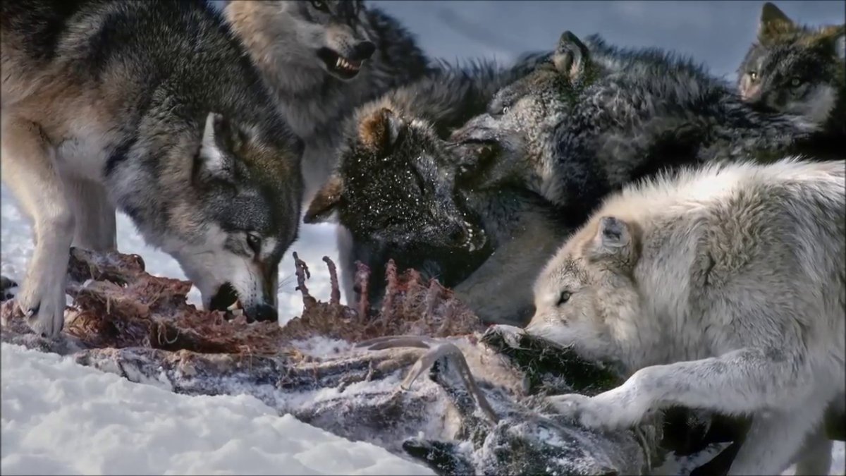 Степной волк Ростовской области