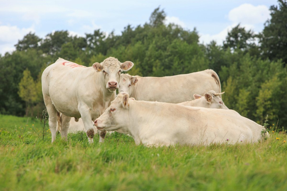 Шароле порода Быков