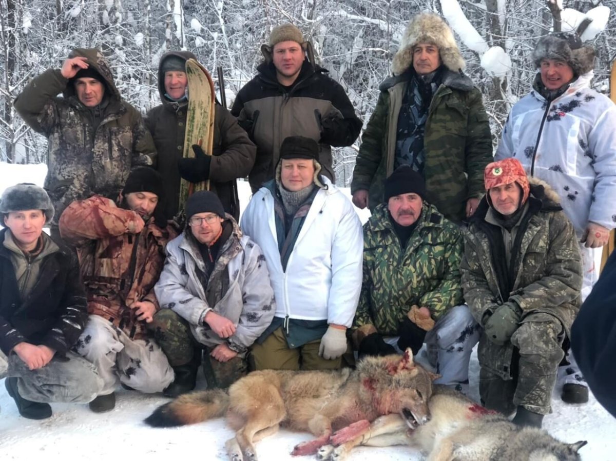 Волк догоняет