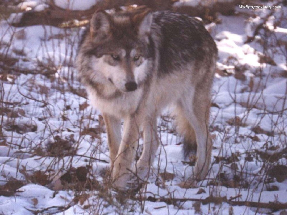 Баскаков Дмитрий Владимирович Тверские волки