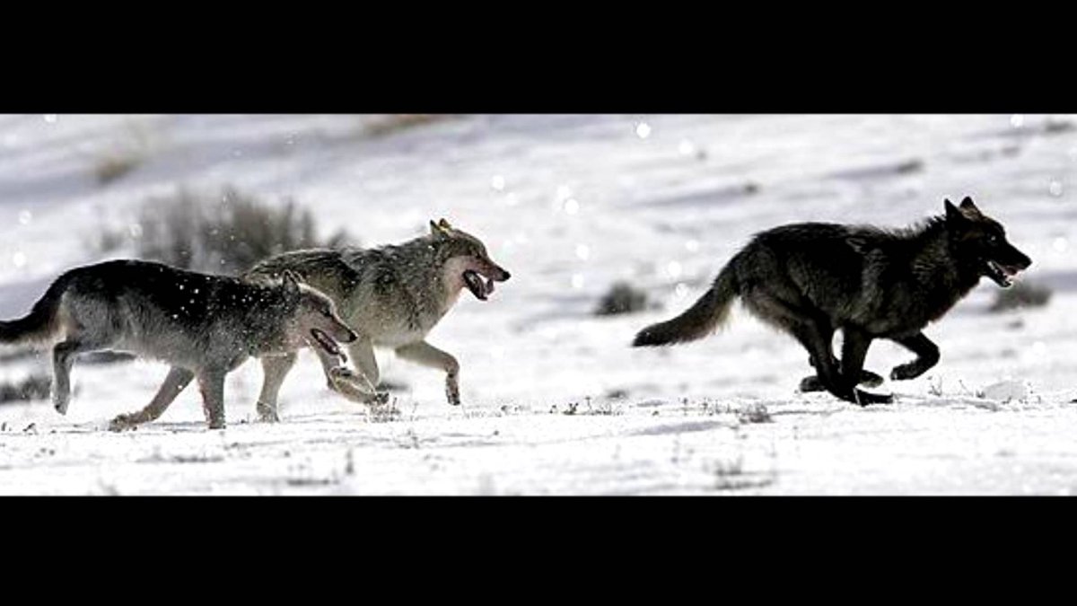 Тверские волки ОПГ