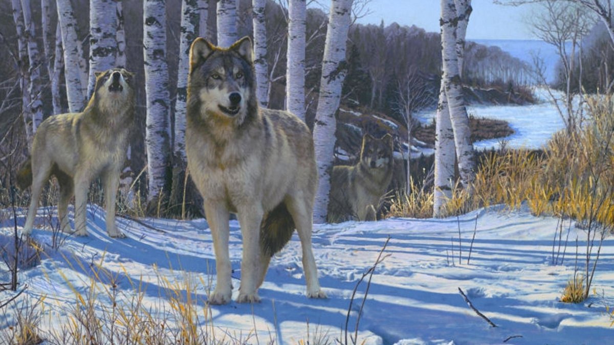 «Серый волк» (Сары Буре)