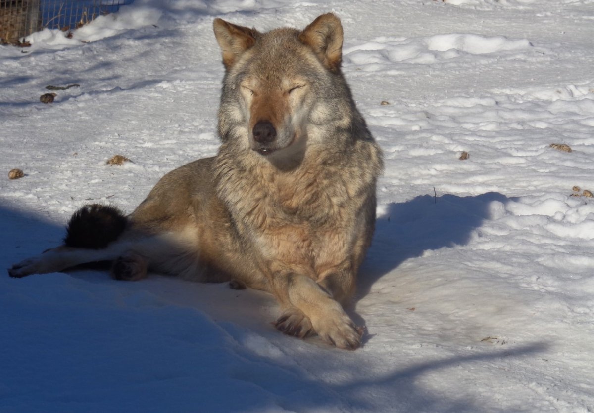 Волк в тайге зимой