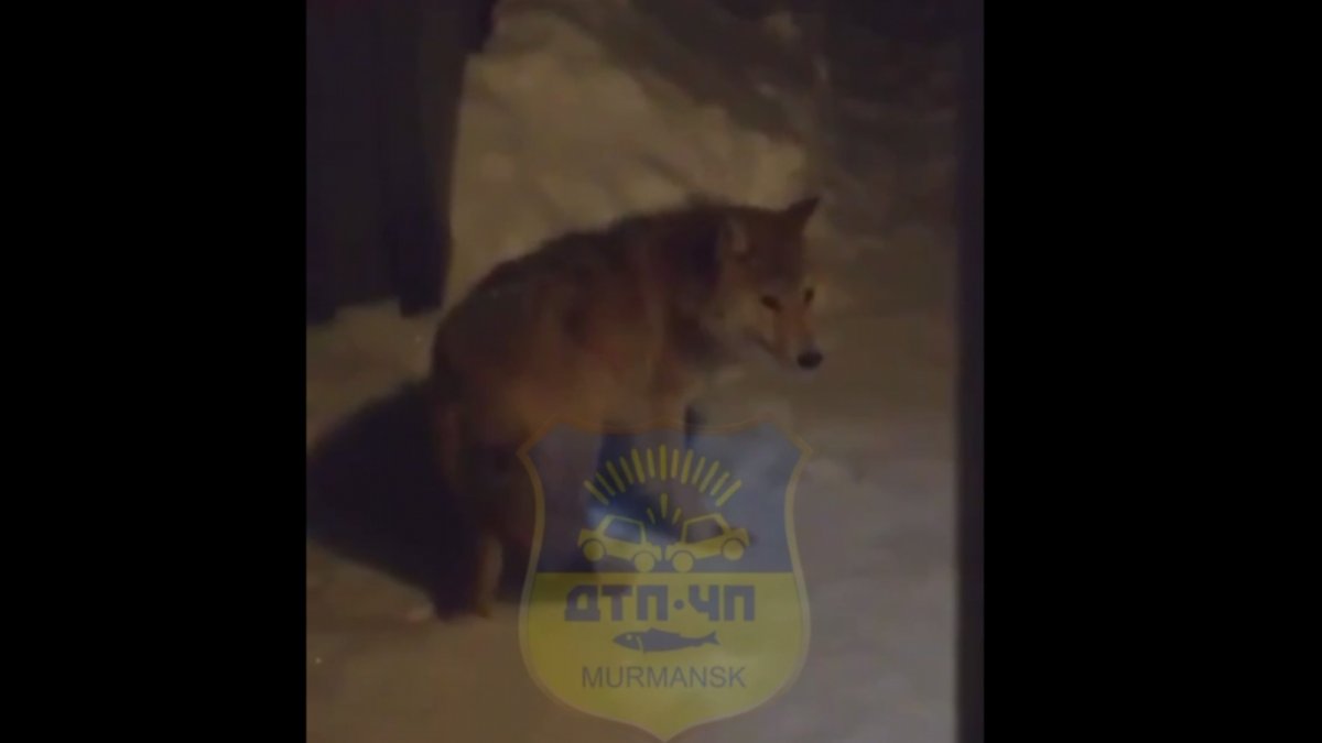 Два волка черный и белый