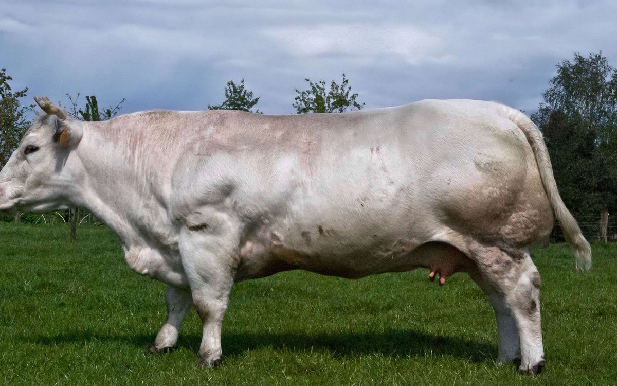 Белая корова