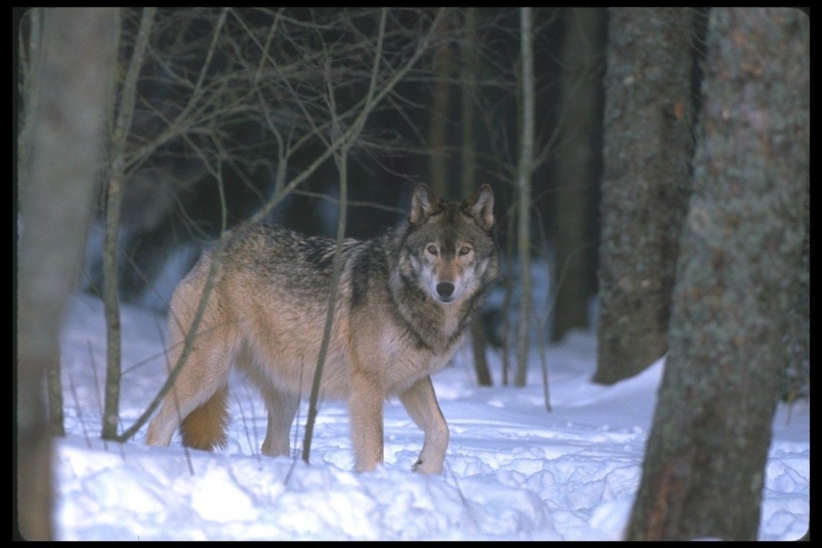 Волк в Бору