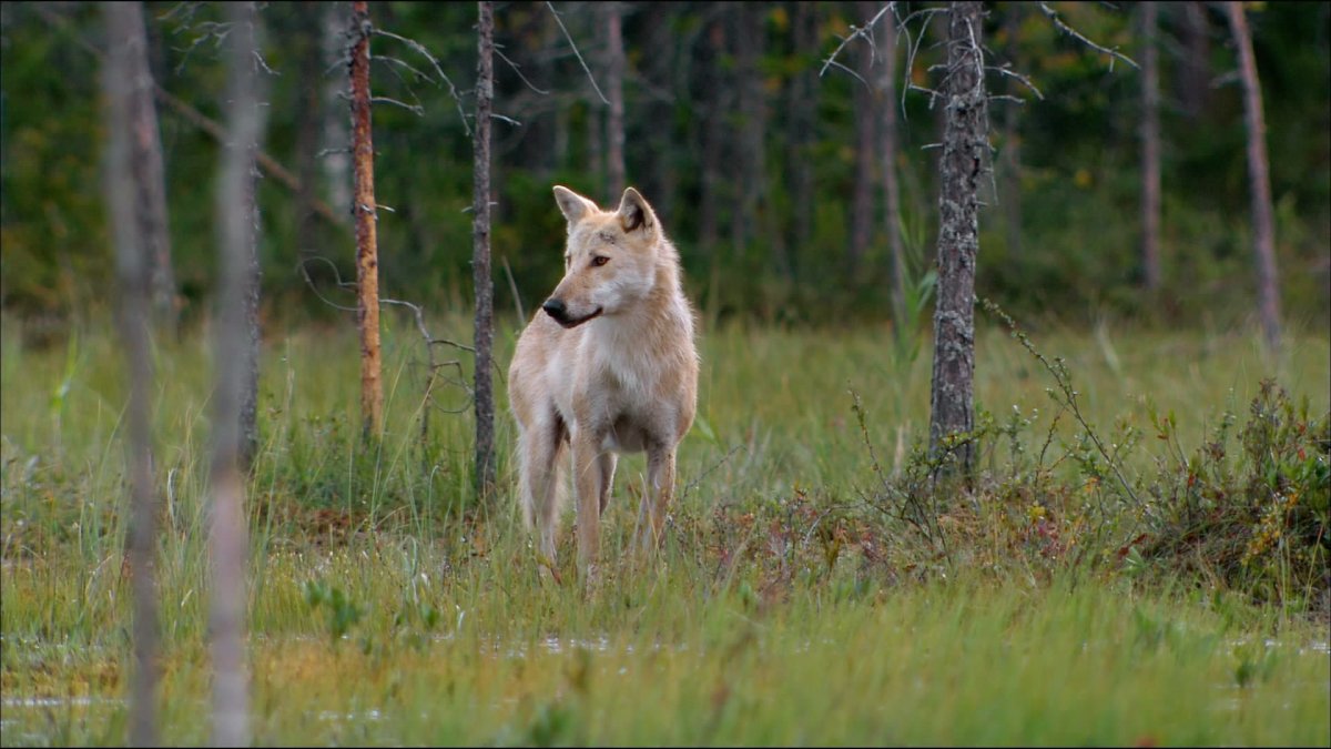 Волк в лесах Коми