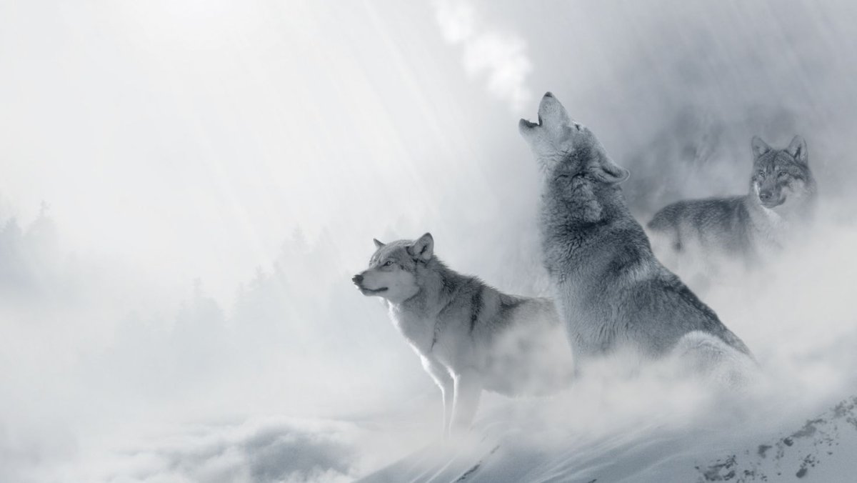 Стая Волков в горах