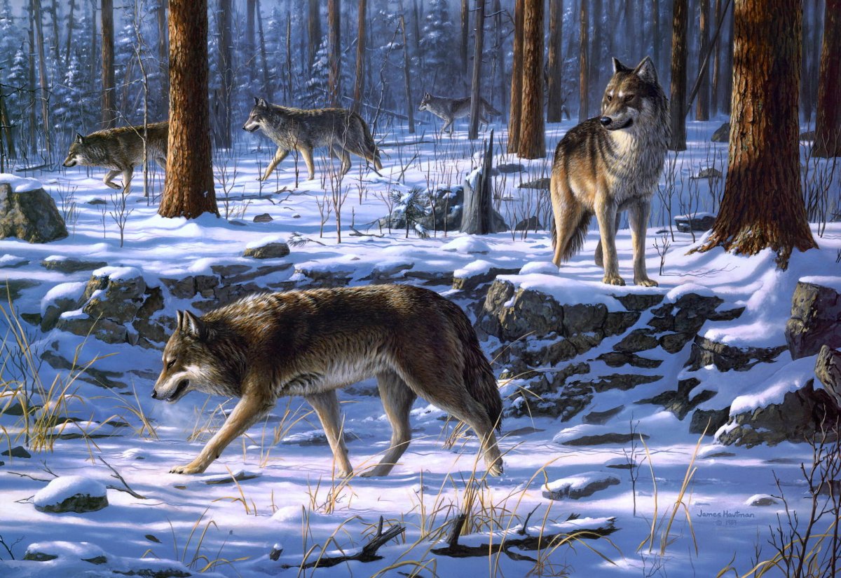 Дмитрий Баскаков Тверские волки