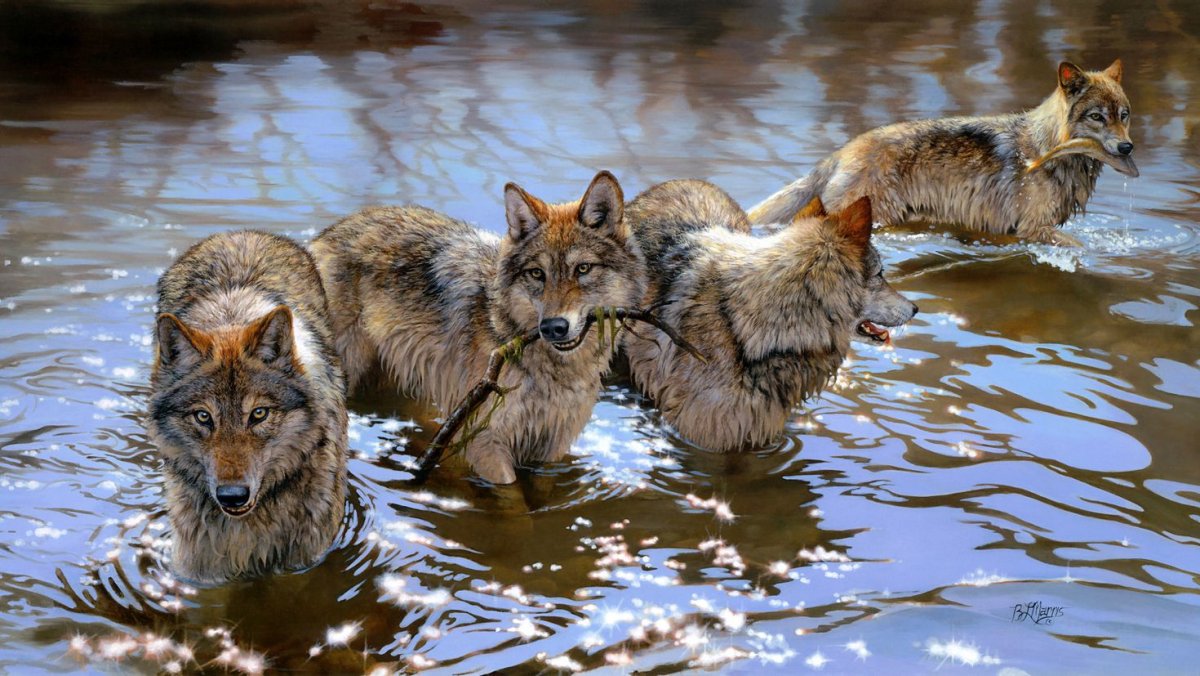 Баннер профиля волк