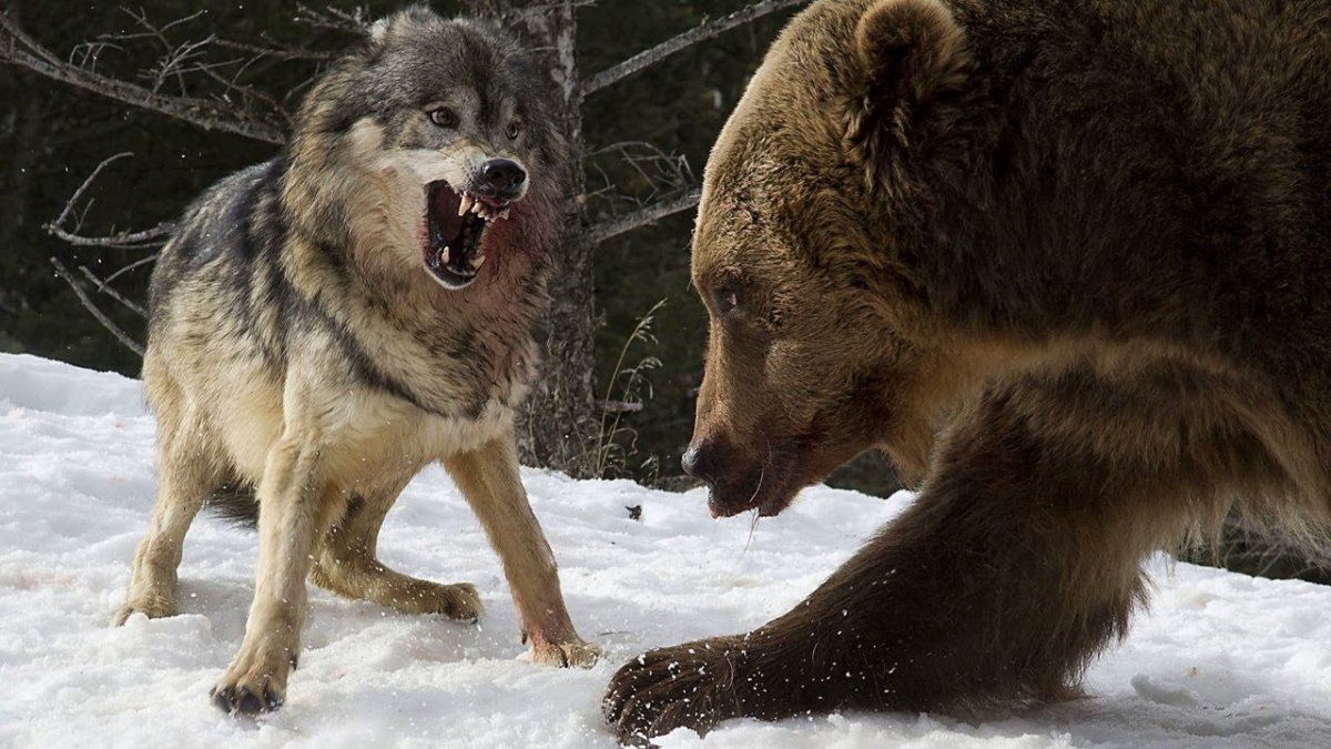 Черный Аляскинский волк