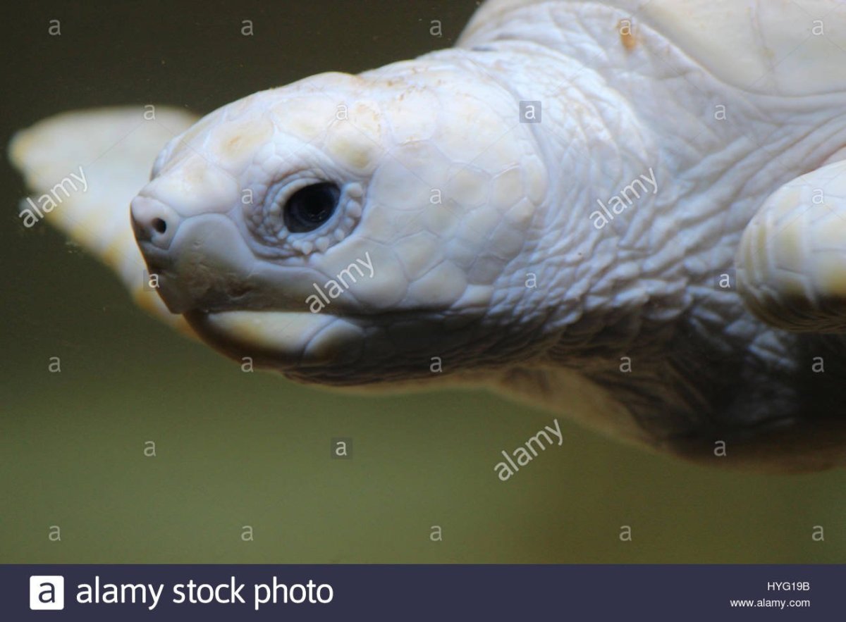 Белый черепах