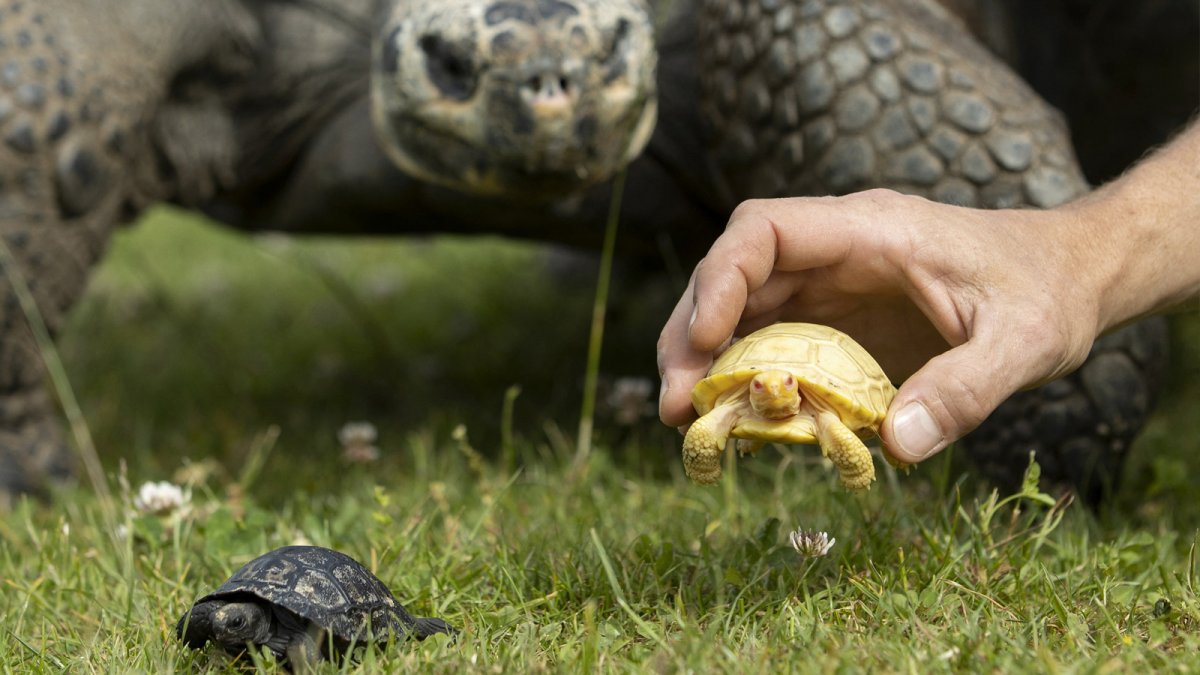 Бугорчатая черепаха-альбинос