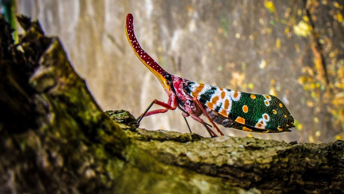 Цикада фонарница