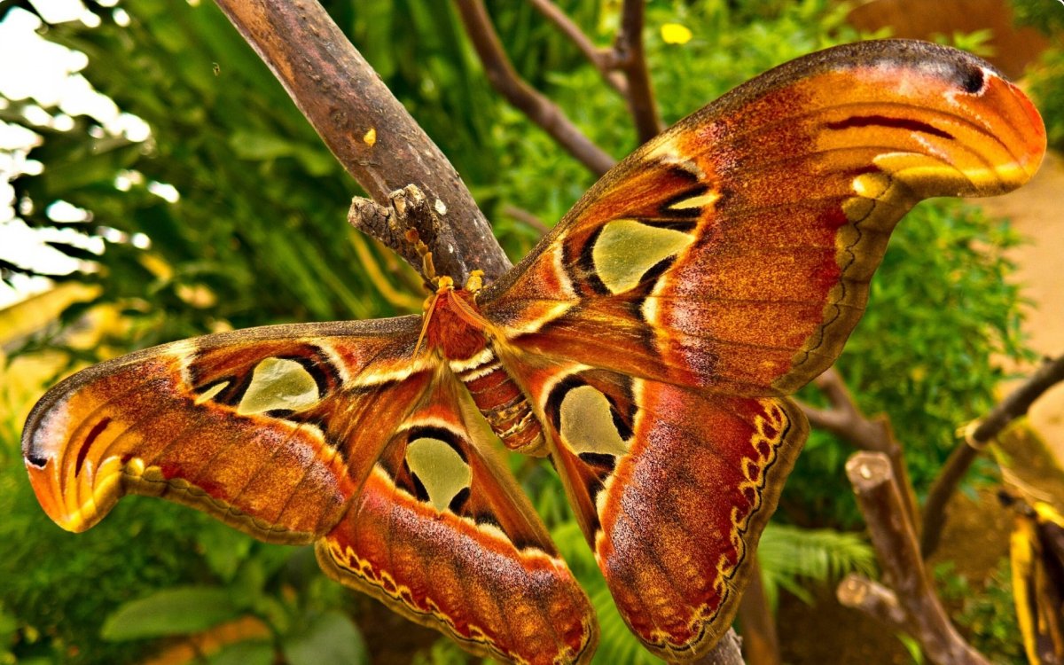 Сатурния – Павлиноглазка Геркулес