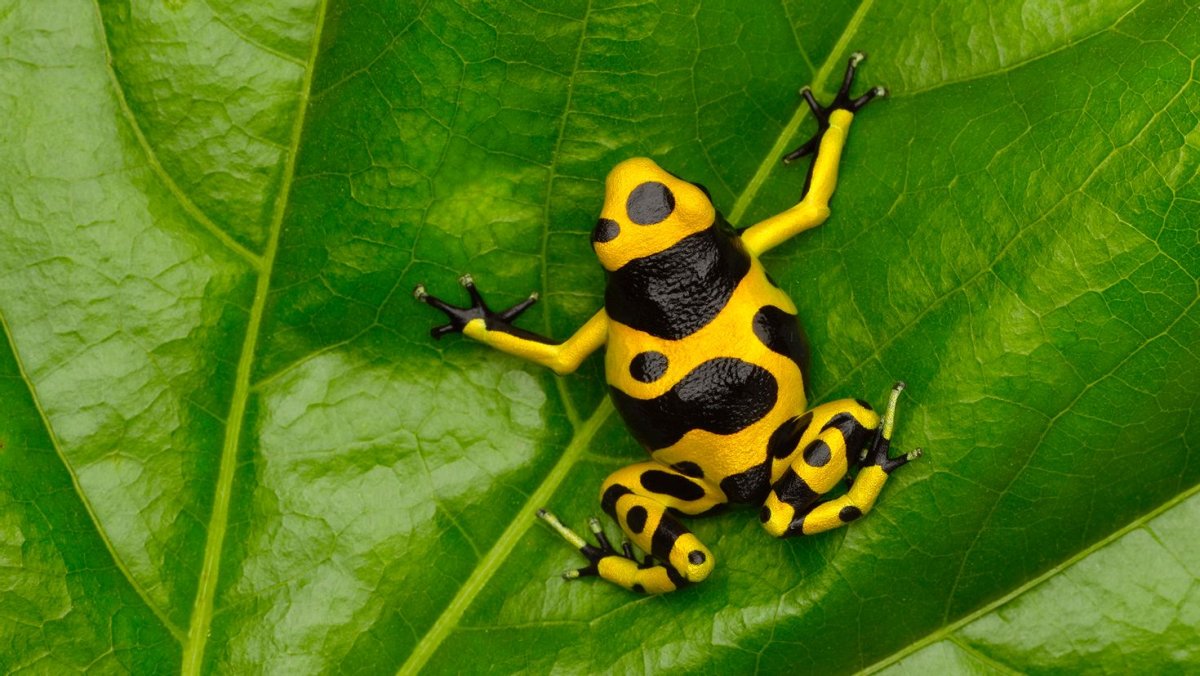 Стрекоза обои