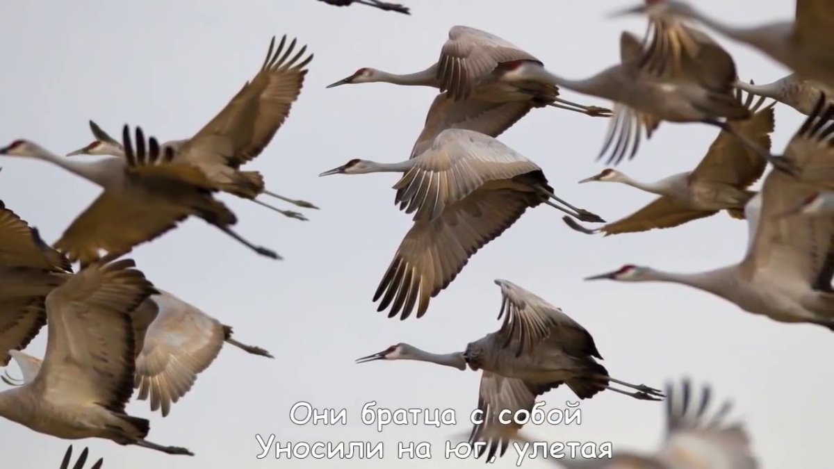 Журавль в небе
