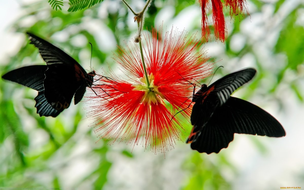 Экзотические птицы