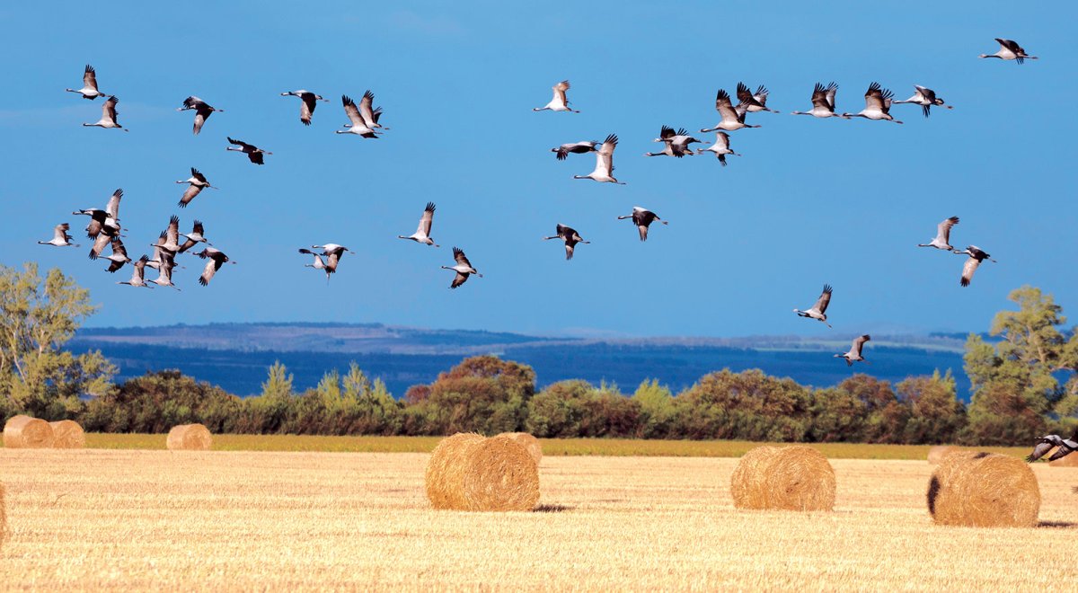 Стая Клин журавлей